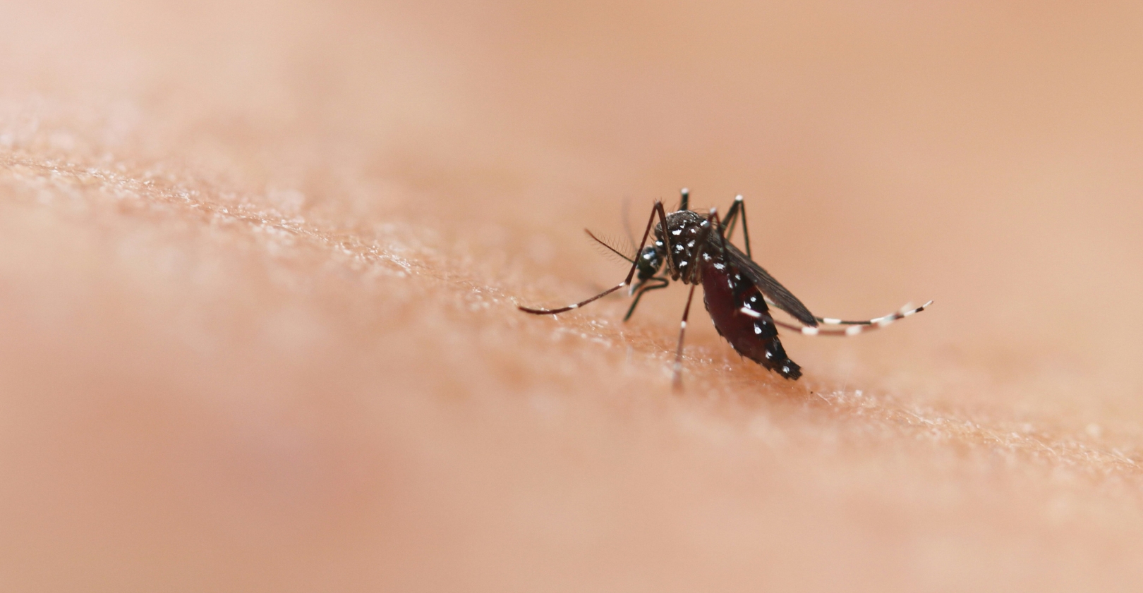 doenca-mosquito-da-dengue-cresce-no-brasil